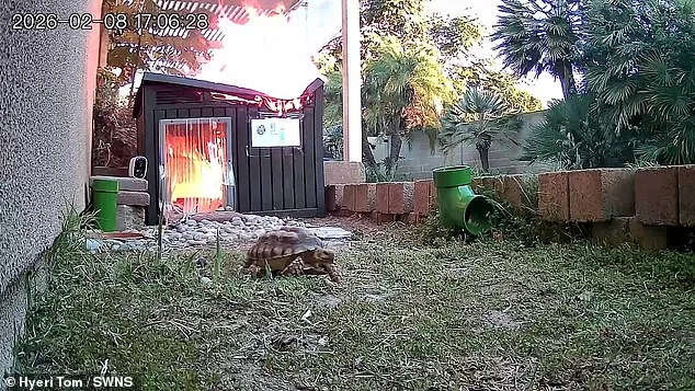 Viral Video Shows Leo the Tortoise's Dramatic Escape from Fire at Queensland Sanctuary