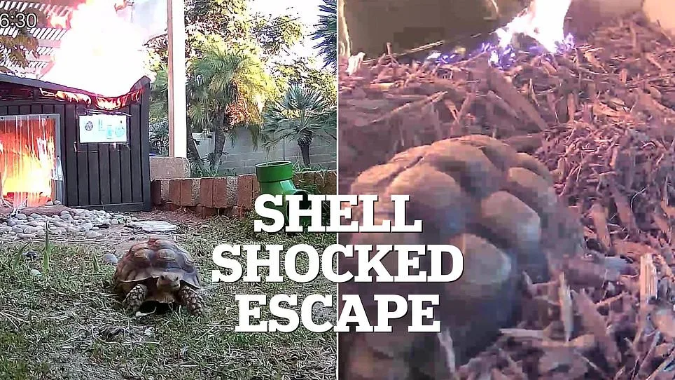 Viral Video Shows Leo the Tortoise's Dramatic Escape from Fire at Queensland Sanctuary