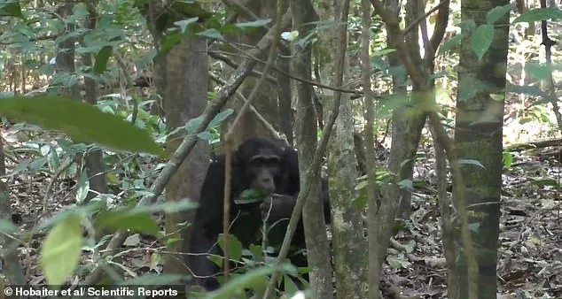 Adolescent Chimpanzees' Leaf Clipping Ritual Mirrors Human Teen Flirting