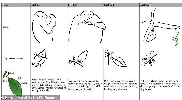 Adolescent Chimpanzees' Leaf Clipping Ritual Mirrors Human Teen Flirting