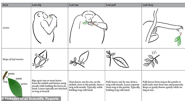 Adolescent Chimpanzees' Leaf Clipping Ritual Mirrors Human Teen Flirting