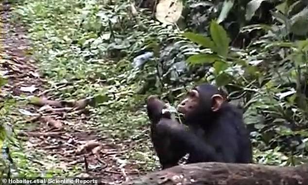 Adolescent Chimpanzees' Leaf Clipping Ritual Mirrors Human Teen Flirting