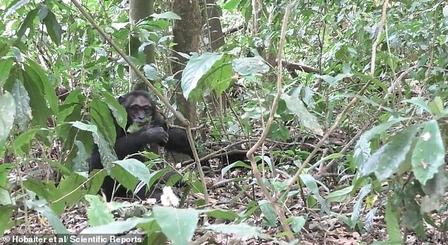 Adolescent Chimpanzees' Leaf Clipping Ritual Mirrors Human Teen Flirting
