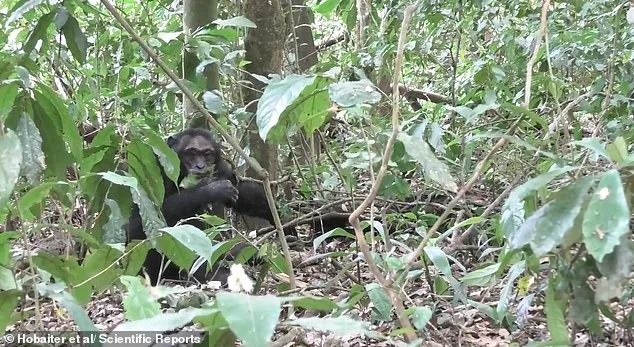 Adolescent Chimpanzees' Leaf Clipping Ritual Mirrors Human Teen Flirting