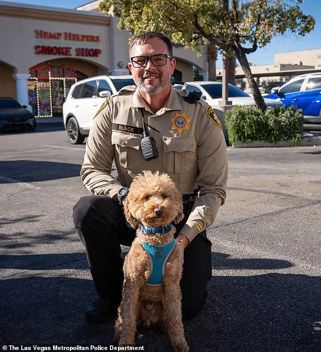 Jet Blue's Rescue: How Community and Law Enforcement Efforts Saved an Abandoned Airport Dog