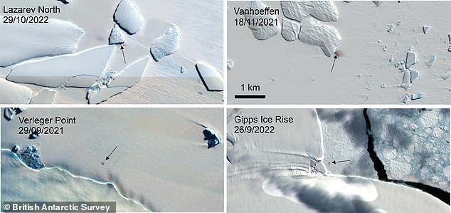Emperor Penguins Face Extinction as Shrinking Sea Ice Overwhelms Moulting Colonies