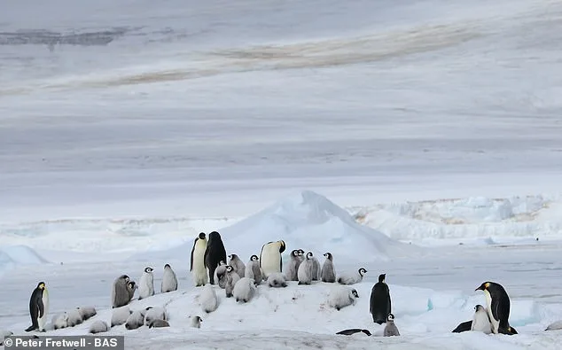 Emperor Penguins Face Extinction as Shrinking Sea Ice Overwhelms Moulting Colonies