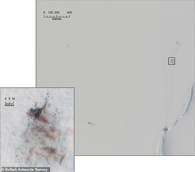 Emperor Penguins Face Extinction as Shrinking Sea Ice Overwhelms Moulting Colonies