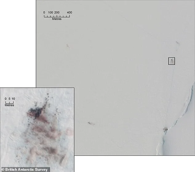 Emperor Penguins Face Extinction as Shrinking Sea Ice Overwhelms Moulting Colonies