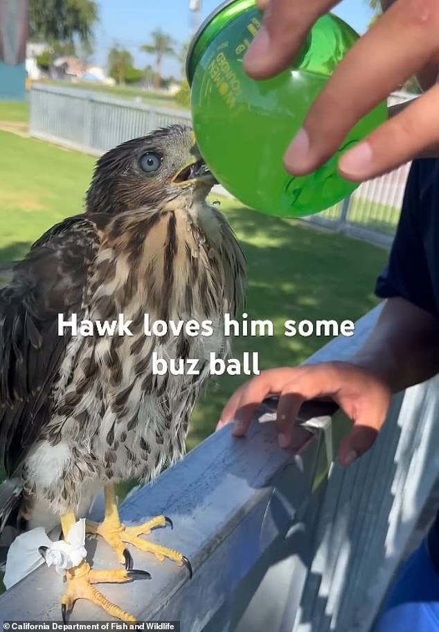 LA Man Sentenced to 45 Days in Prison for Forcing Protected Hawk to Drink Alcohol