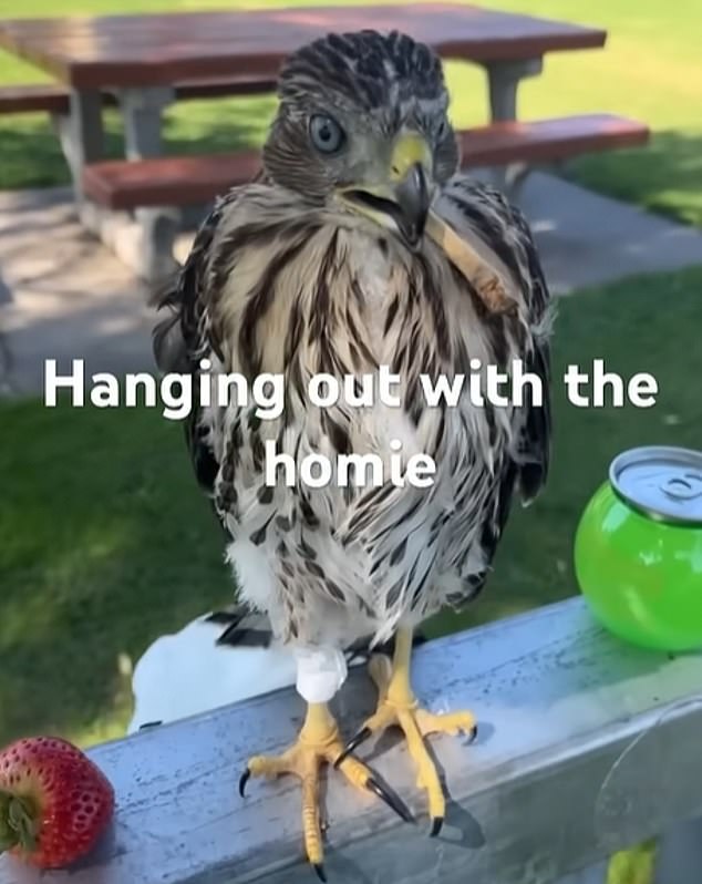 LA Man Sentenced to 45 Days in Prison for Forcing Protected Hawk to Drink Alcohol
