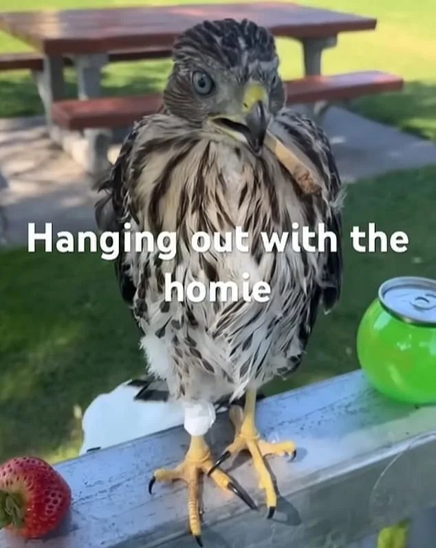 LA Man Sentenced to 45 Days in Prison for Forcing Protected Hawk to Drink Alcohol