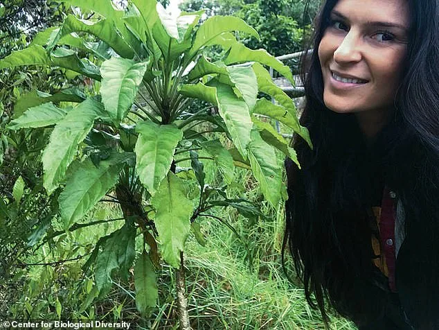 Legal Battle Erupts in Hawaii Over New Hotel's Environmental and Cultural Threats