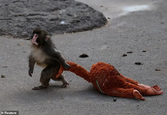 Punch the Macaque: The Viral Star's Tragic Survival Battle