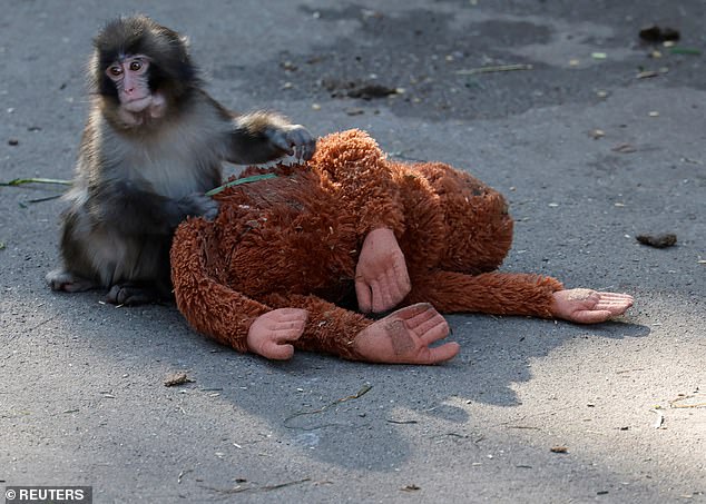 Punch the Macaque: The Viral Star's Tragic Survival Battle