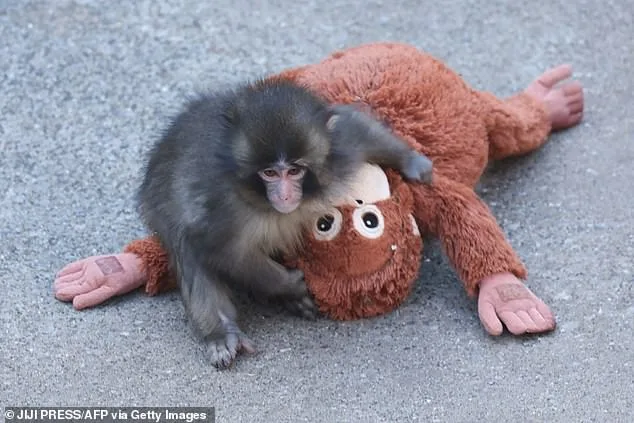 Punch the Macaque: The Viral Star's Tragic Survival Battle