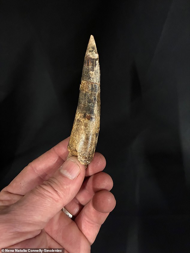 Sahara Desert Fossil Discovery Uncovers Dragon-Like Spinosaurus mirabilis, Bridging Science and Myth