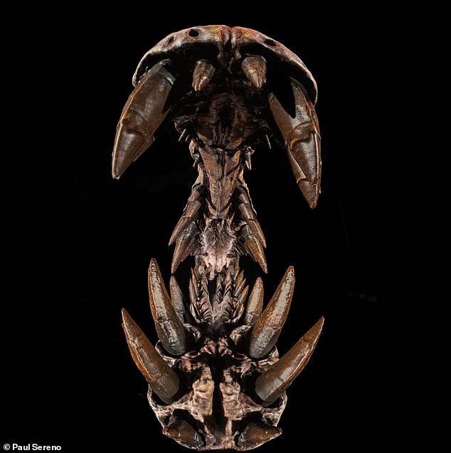 Sahara Desert Fossil Discovery Uncovers Dragon-Like Spinosaurus mirabilis, Bridging Science and Myth