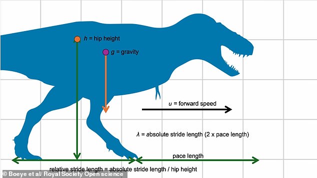 T. rex May Have Run on Tip-Toes, Study Challenges Long-Held Assumptions About Its Locomotion