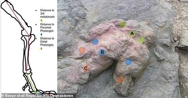 T. rex May Have Run on Tip-Toes, Study Challenges Long-Held Assumptions About Its Locomotion