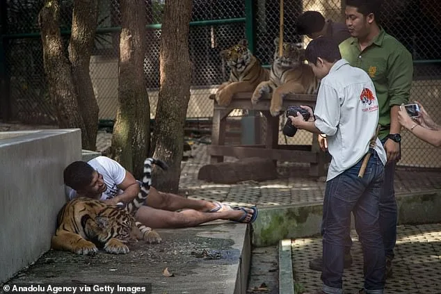 Thailand's Tiger Kingdom Chiang Mai: 72 Tigers Die in Mysterious Canine Distemper Outbreak