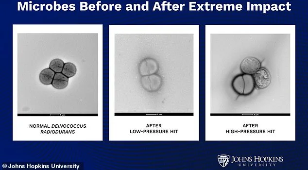 Asteroids as Cosmic Ferries: Could Microscopic Life Have Hitched a Ride Across the Solar System?