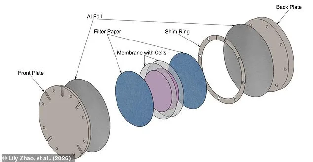 Asteroids as Cosmic Ferries: Could Microscopic Life Have Hitched a Ride Across the Solar System?