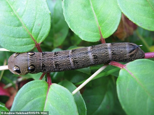 Gardeners Urged to Let Caterpillars Eat Plants in Moth Conservation Effort