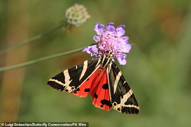 Gardeners Urged to Let Caterpillars Eat Plants in Moth Conservation Effort
