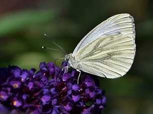Gardeners Urged to Let Caterpillars Eat Plants in Moth Conservation Effort
