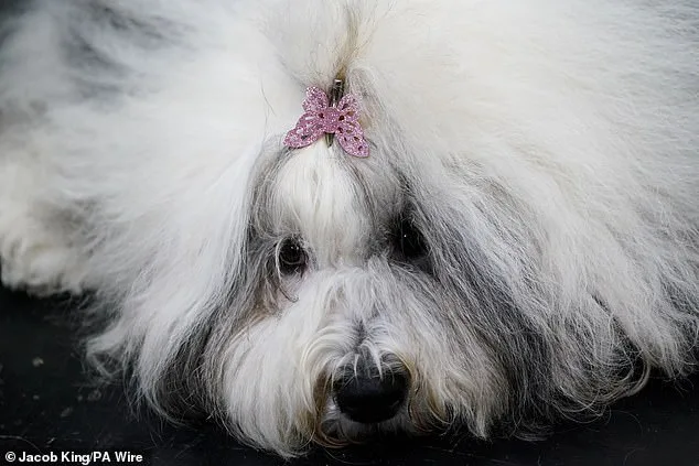 Thousands of Pedigree Dogs Battle for the Crown at Crufts