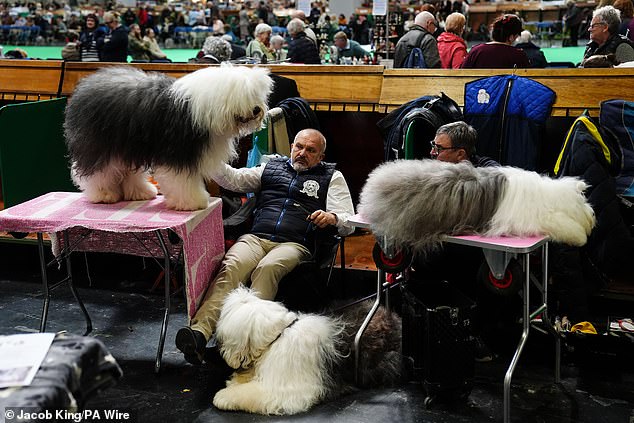 Thousands of Pedigree Dogs Battle for the Crown at Crufts