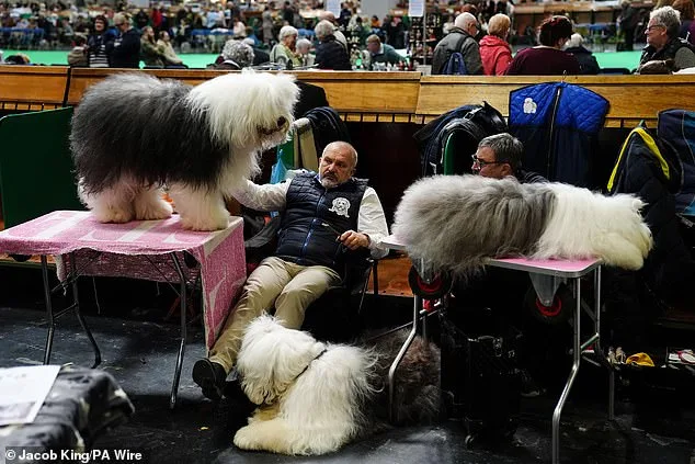 Thousands of Pedigree Dogs Battle for the Crown at Crufts