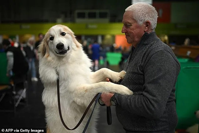 Thousands of Pedigree Dogs Battle for the Crown at Crufts