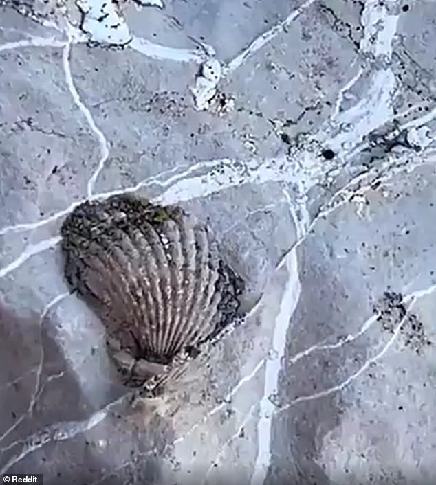 Viral Fossil Discovery in Guadalupe Mountains Sparks Noah's Flood Debate