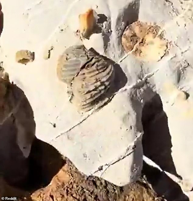Viral Fossil Discovery in Guadalupe Mountains Sparks Noah's Flood Debate