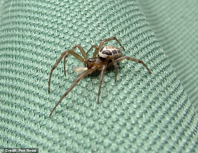 Coventry Man's Spider Bite Turns into Life-Threatening Infection, Highlighting Rise of False Widow Spiders in UK