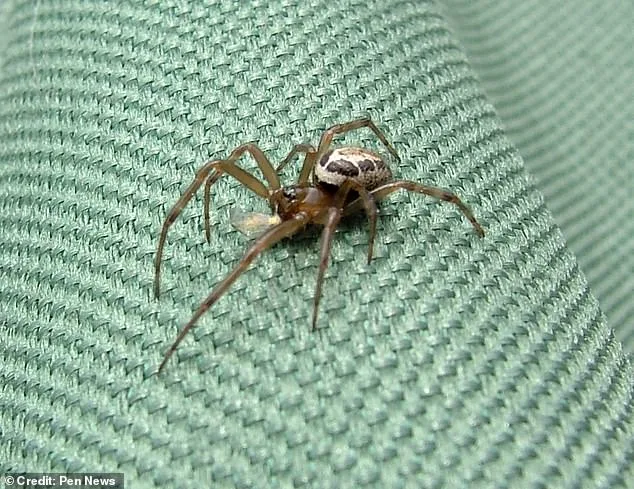 Coventry Man's Spider Bite Turns into Life-Threatening Infection, Highlighting Rise of False Widow Spiders in UK