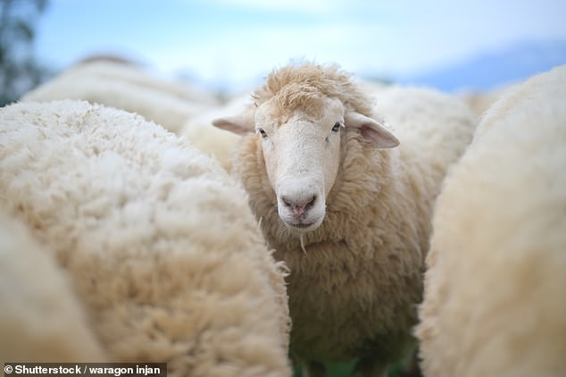 Oxford English Dictionary Faces Pressure to Redefine 'Wool' as Ethics and Environment Drive Demand for Plant-Based Alternatives
