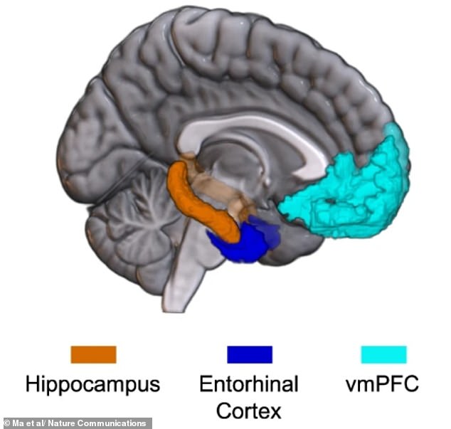 AI-Driven Study Reveals Neural Map of Emotions, Challenging Assumptions About Human Feelings