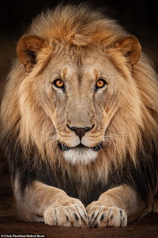 Chris Packham's 'More Beautiful Than You' Exhibition to Reveal Private Nature Photography Collection for First Time