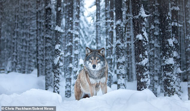 Chris Packham's 'More Beautiful Than You' Exhibition to Reveal Private Nature Photography Collection for First Time