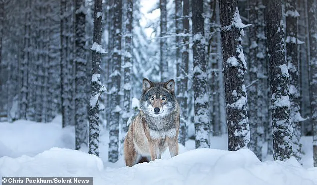 Chris Packham's 'More Beautiful Than You' Exhibition to Reveal Private Nature Photography Collection for First Time