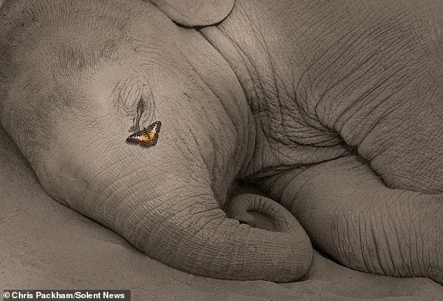 Chris Packham's 'More Beautiful Than You' Exhibition to Reveal Private Nature Photography Collection for First Time