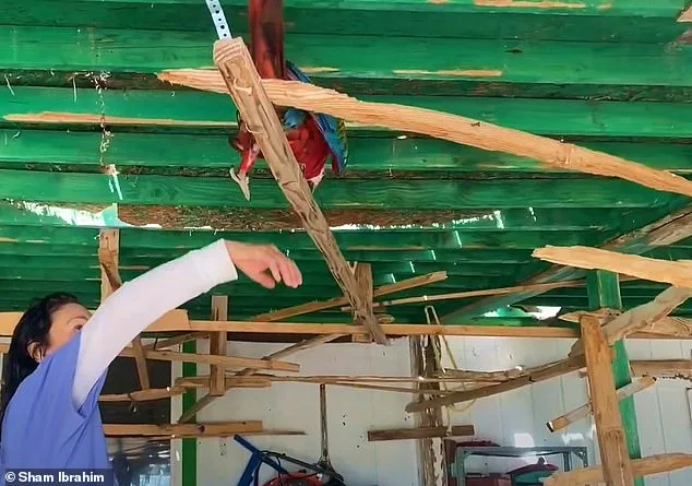 Macaw Mayhem: Heidi Fleiss's Noisy Birds Clash With Chicken-Raising Neighbor in Las Vegas Dispute