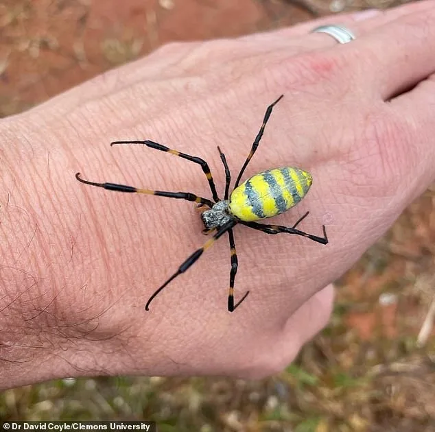 Joro Spiders Make a Surging Return, Expanding Across the U.S. with Wind-Powered Ballooning