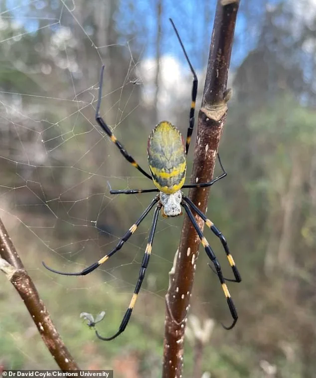 Joro Spiders Make a Surging Return, Expanding Across the U.S. with Wind-Powered Ballooning