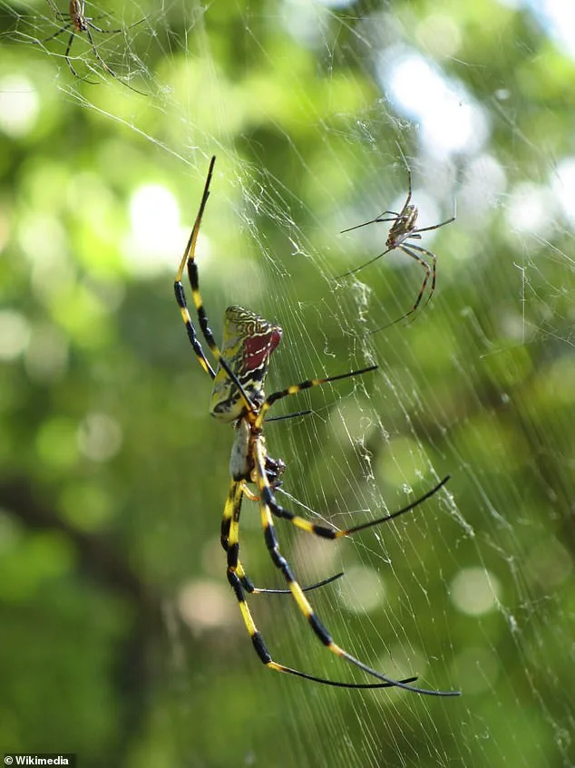 Joro Spiders Make a Surging Return, Expanding Across the U.S. with Wind-Powered Ballooning