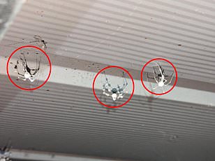 Joro Spiders Make a Surging Return, Expanding Across the U.S. with Wind-Powered Ballooning