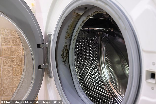 You've Been Doing Laundry Wrong: How Your Washing Machine's Rubber Seal Invites Mold Infestation
